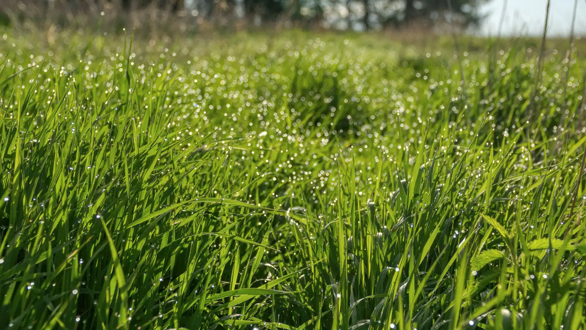Lush green grass with sparkling morning dew shines in sunlight after expert Lawn Renovation Suffolk County.