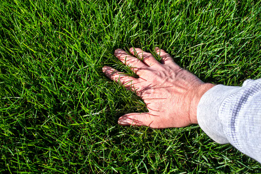 A hand touches lush green grass in sunlight, ideal for Lawn Renovation Suffolk County, NY projects.