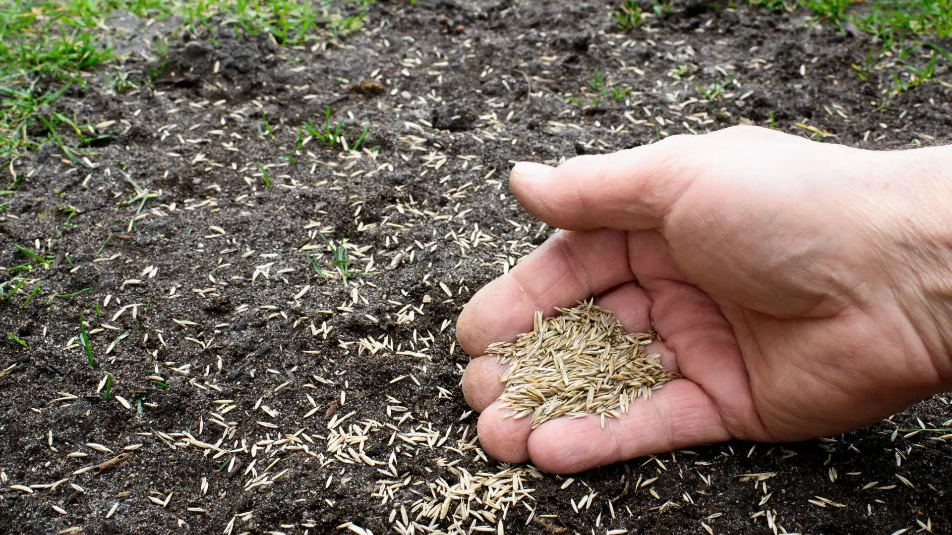 A hand spreads grass seed over soil outdoors during a Suffolk County, NY lawn renovation project.