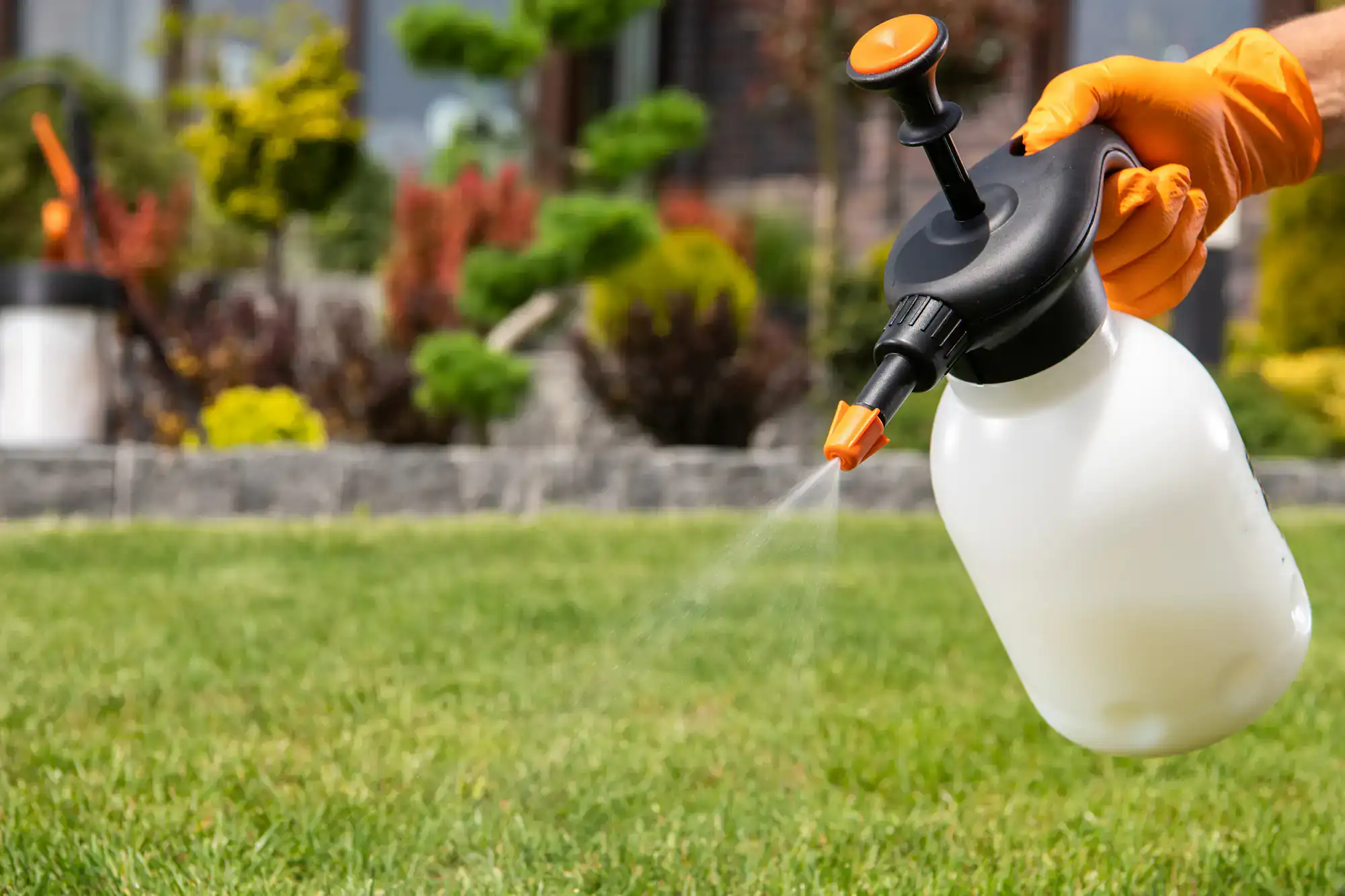 A gloved hand applies spray to green grass during lawn renovation in Suffolk County, NY.