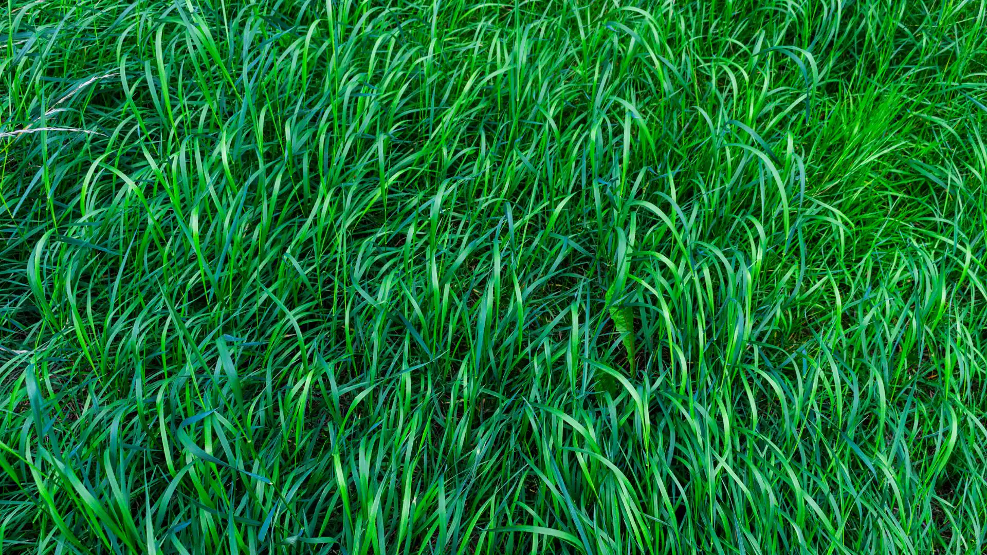 Vivid green grass blades in Suffolk County, NY, show expert lawn installation in a natural outdoor setting.