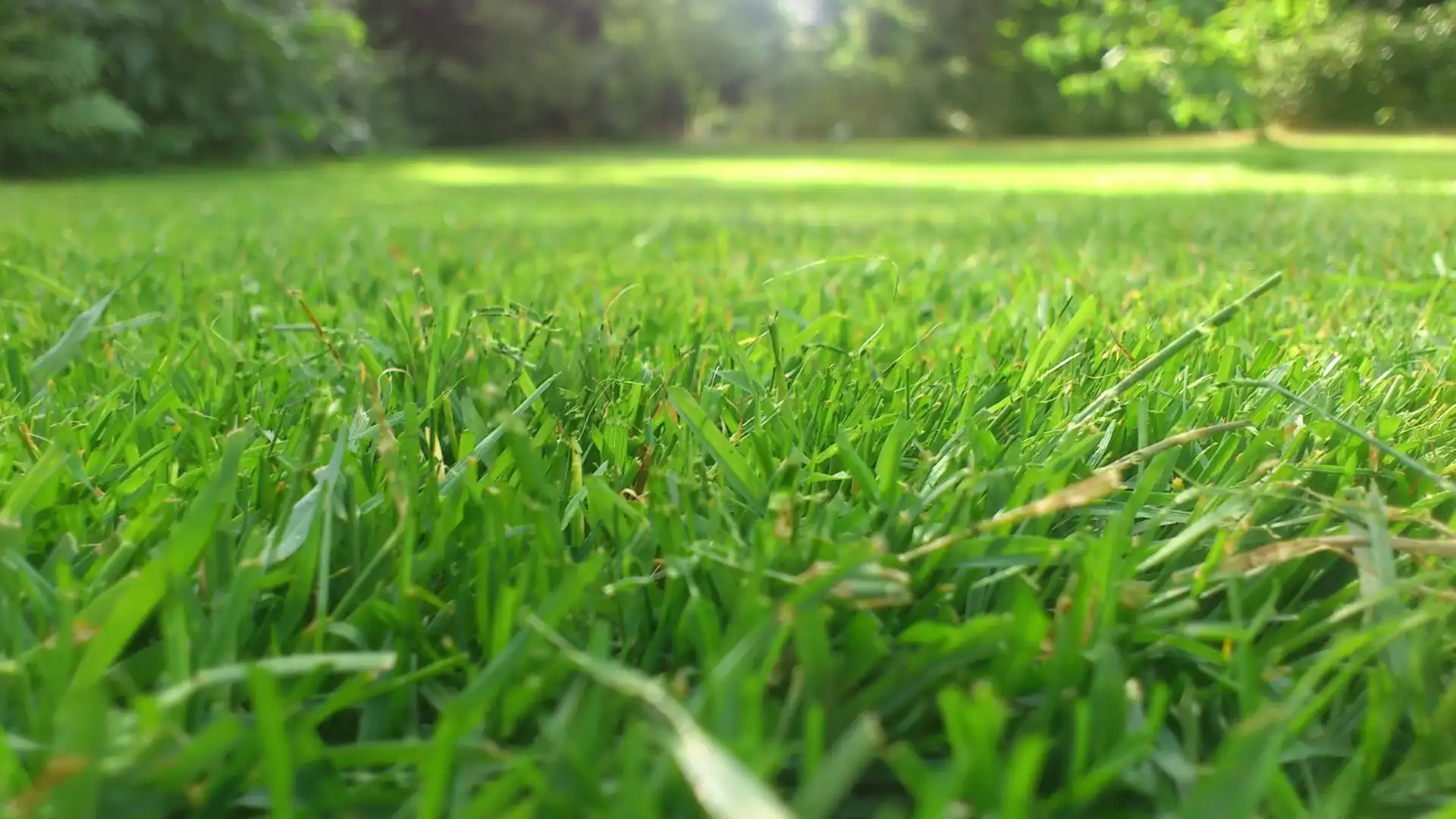 Lush green grass in a sunlit yard showcases the results of professional Lawn Installation Suffolk County.