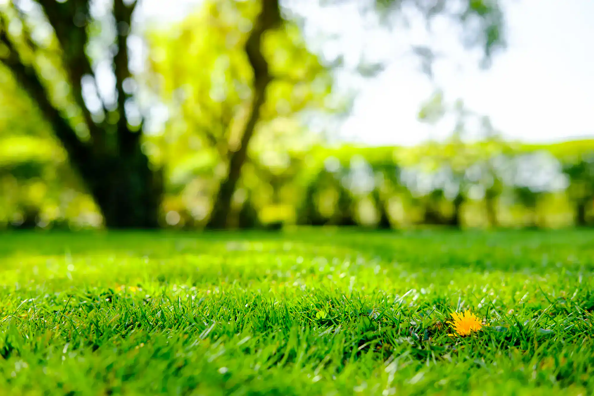 Close-up of vibrant green grass after a Lawn Renovation in Suffolk County, with a yellow flower and trees.