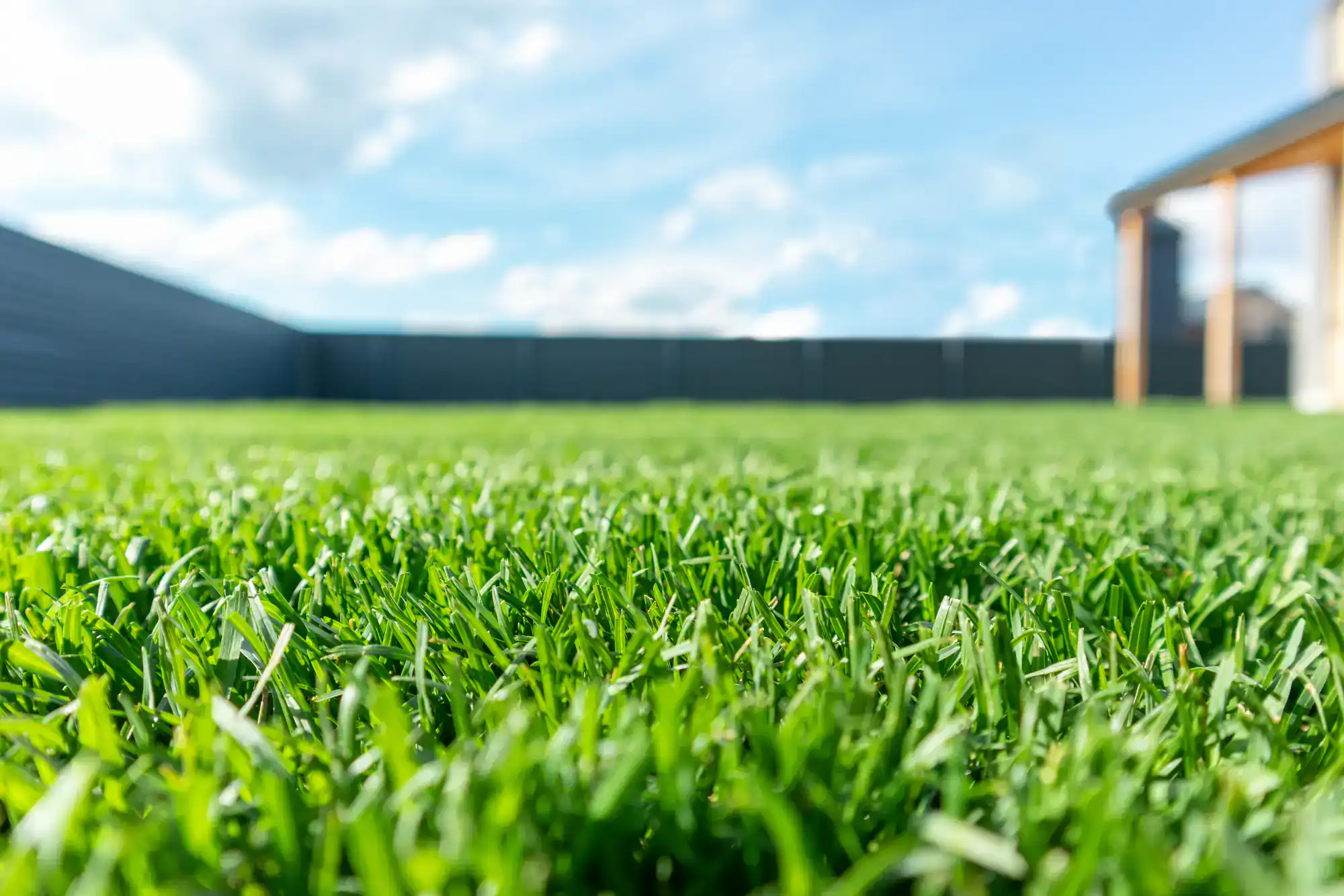 Vivid green grass after lawn installation in Suffolk County, NY, with a blue sky and house behind it.