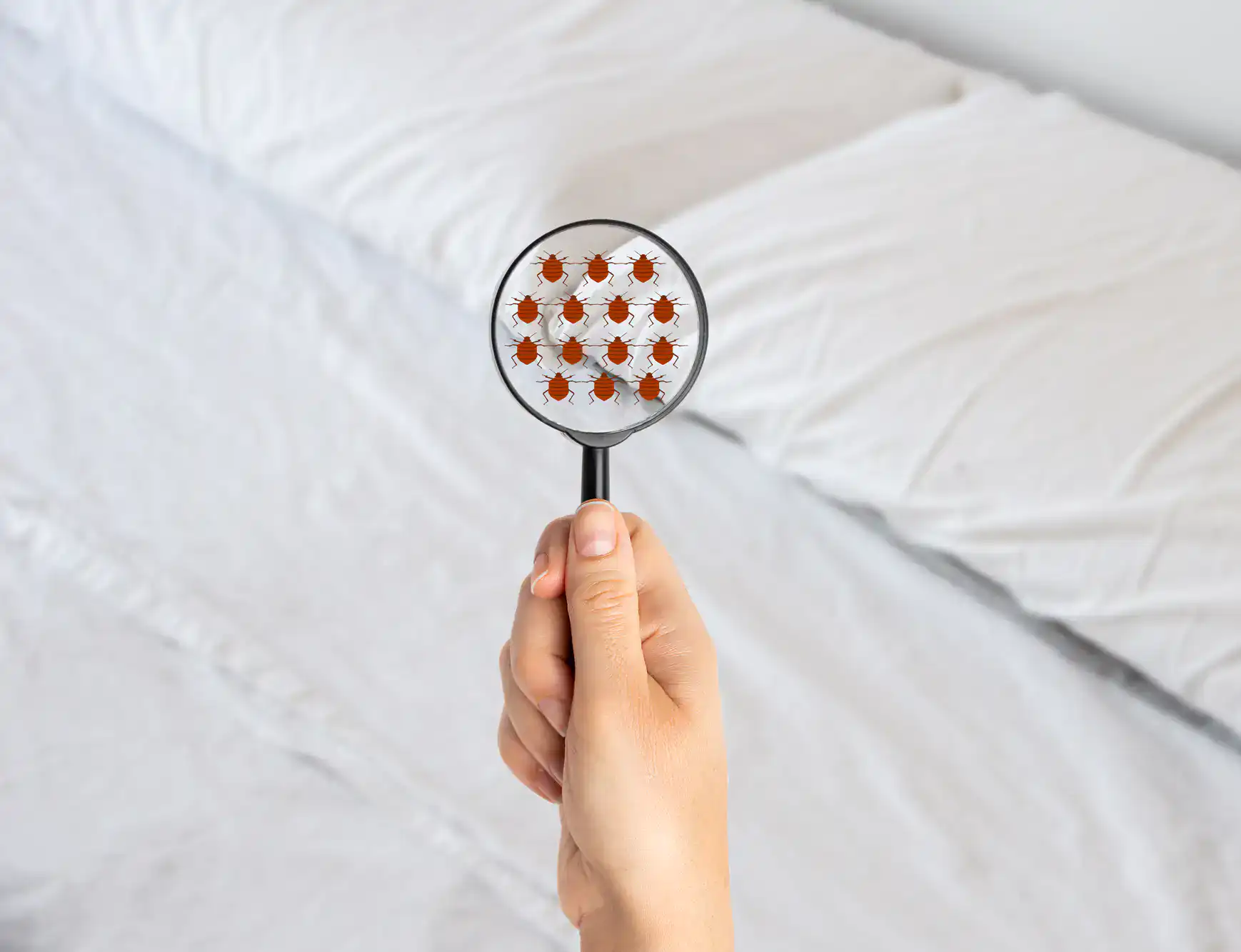A hand uses a magnifying glass to reveal bed bugs on a mattress, highlighting pest concerns.