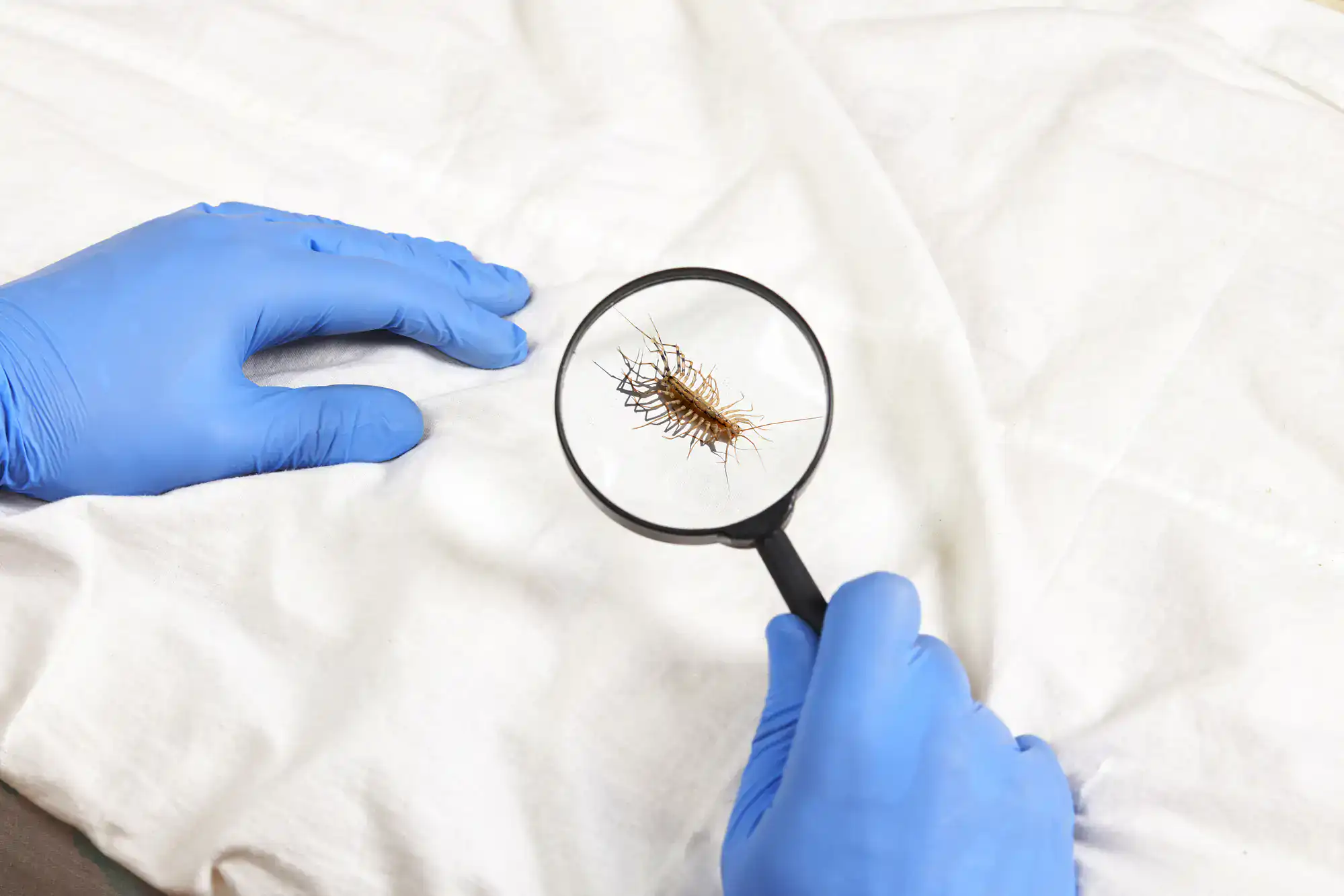 Gloved hands inspect a centipede on a white sheet during lawn renovation in Suffolk County, NY.