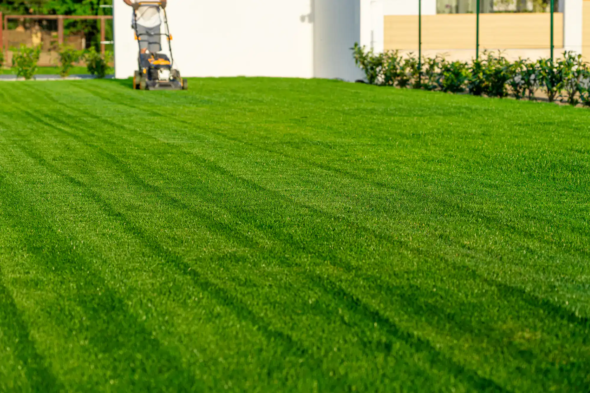 A lawnmower creates neat stripes on green grass near a white building after Lawn Renovation Suffolk County.