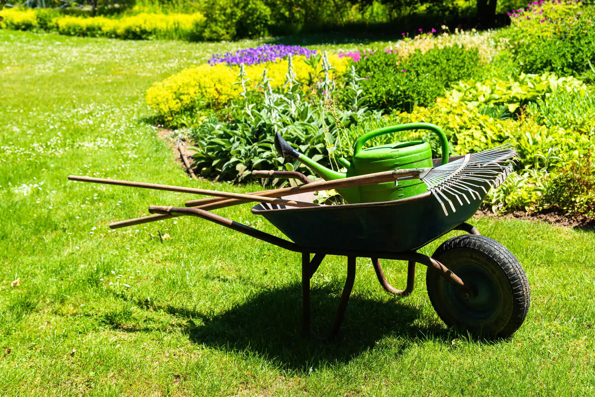 A wheelbarrow holding a watering can and rakes sits on a green lawn, ideal for lawn renovation.