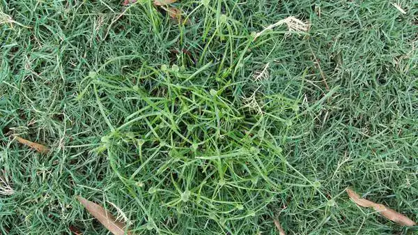 Crabgrass patch in a lawn of finer green grass, showing crabgrass growing among healthy turf.