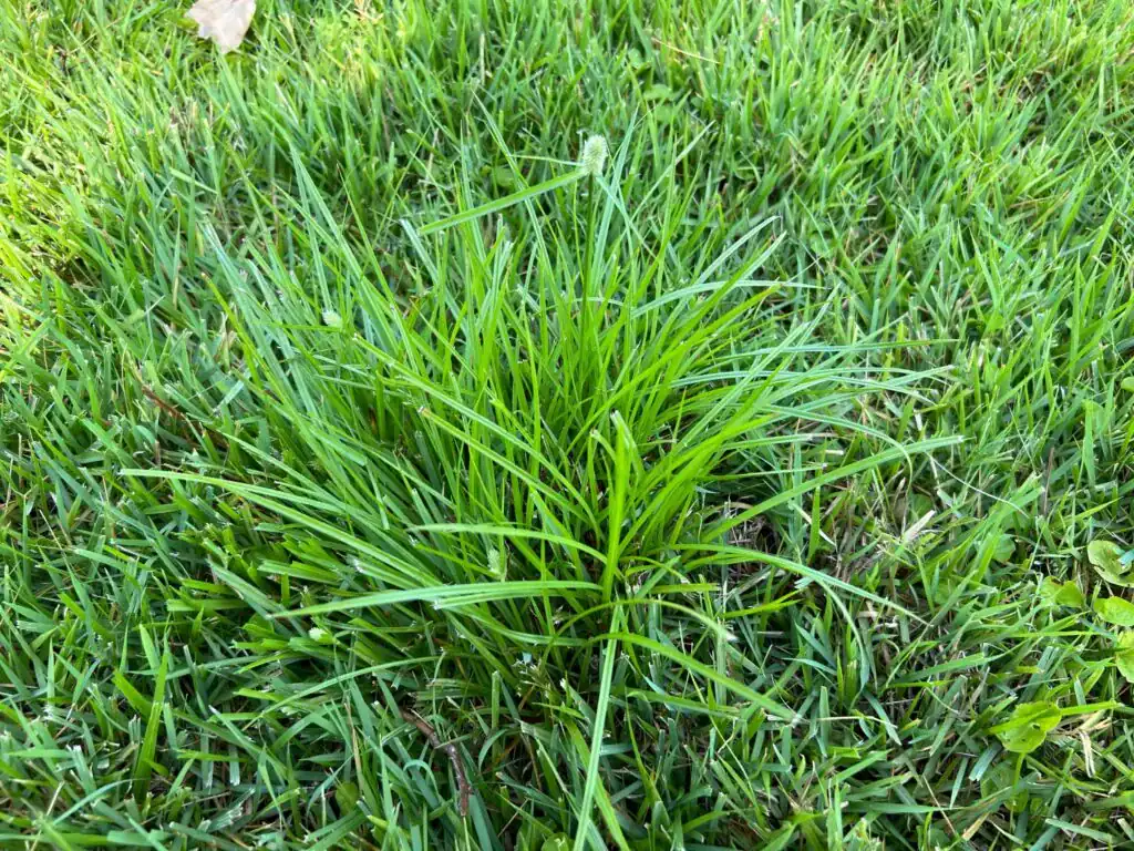 A patch of crabgrass stands taller and denser than the green lawn grass surrounding it in the image.