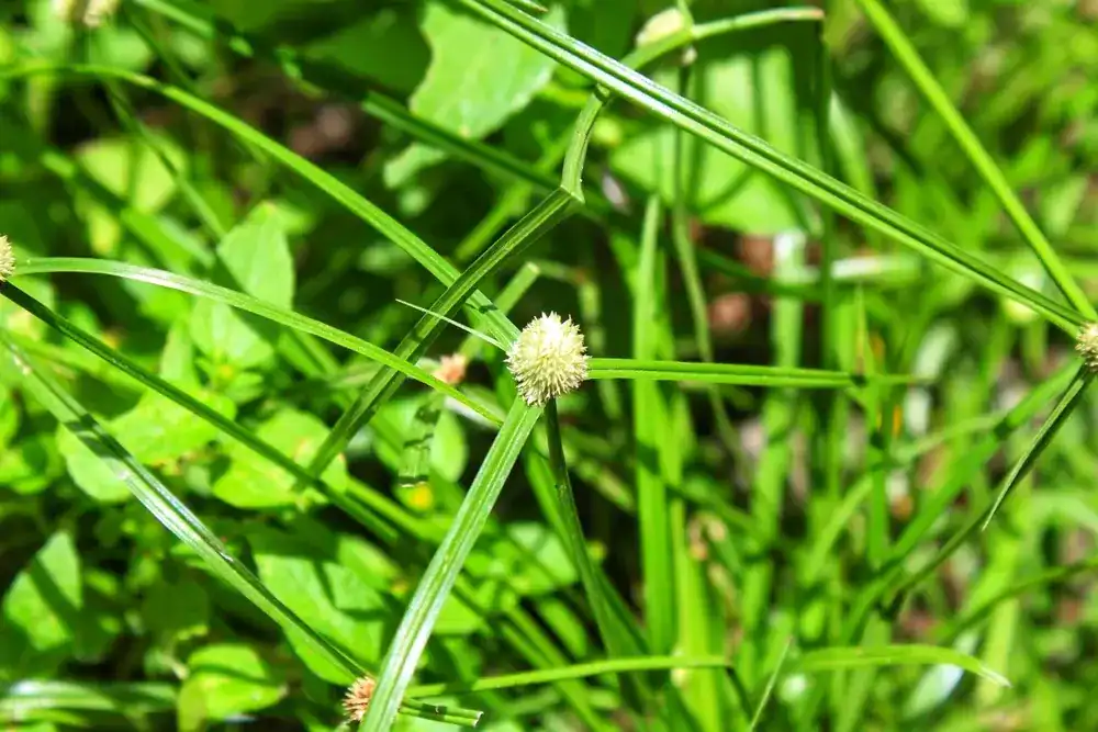 Close-up of a grass-like plant featuring slender green leaves with a small, round white flower at the center.
